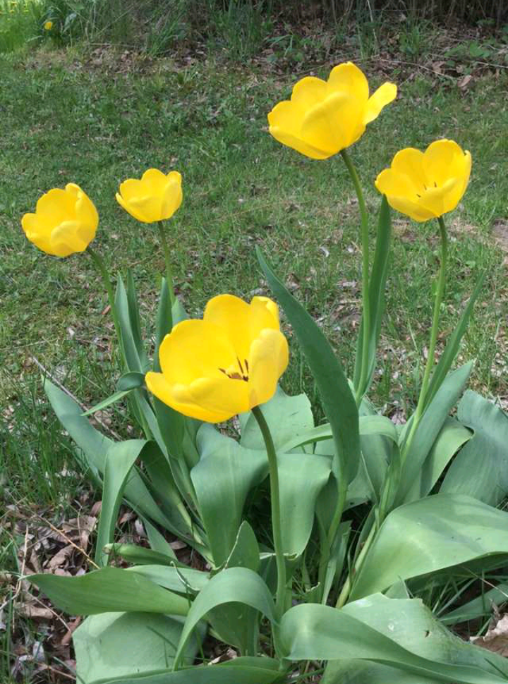 screenshot 2016 05 19 10 32 56